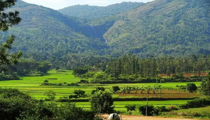 പ്രകൃതി മനോഹരമായ കൊല്ലിമലയിലേക്ക് ഒരു യാത്ര പോകാം 