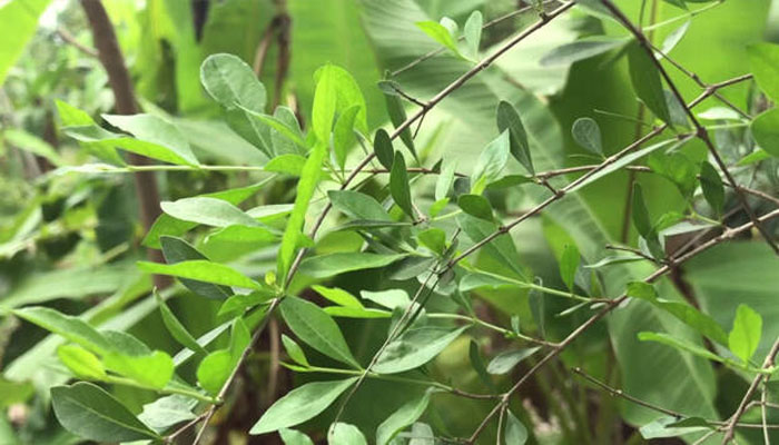 കേശസംരക്ഷണം മുതൽ വേദനസംഹാരി വരെ; മൈലാഞ്ചിയുടെ ഗുണങ്ങൾ 