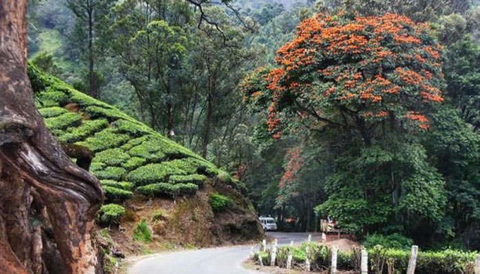 മൂന്നാറിനെ ചുവപ്പണിയിച്ചു സ്പാത്തോഡിയ പുഷ്പങ്ങൾ