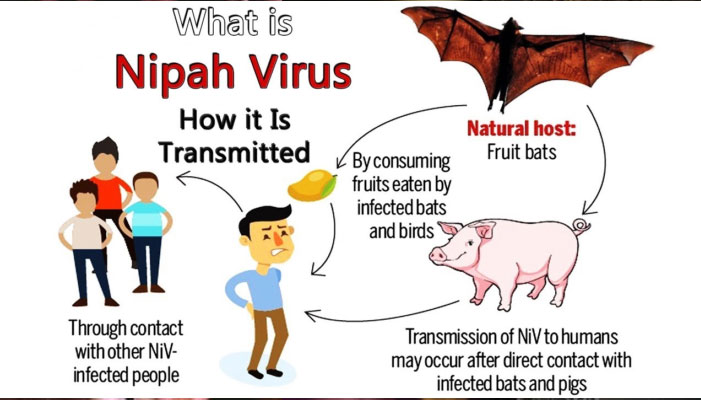 മലേഷ്യയില്‍ പന്നികളില്‍ പിറവിയെടുത്ത നിപ്പ വൈറസ്; അറിഞ്ഞിരിക്കാം ഇവയെല്ലാം