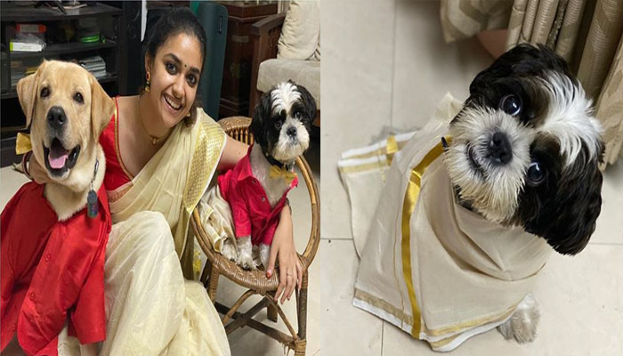 മുണ്ടും ഷര്‍ട്ടുമിട്ട് നൈക്കിയും അജുവും; വളര്‍ത്തുപട്ടികളുടെ ഓണചിത്രങ്ങള്‍ പങ്കുവച്ച് കീര്‍ത്തി സുരേഷ്