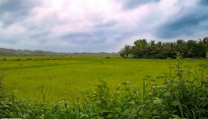 മാമ്പൂക്കാലം-ചെറുകഥ