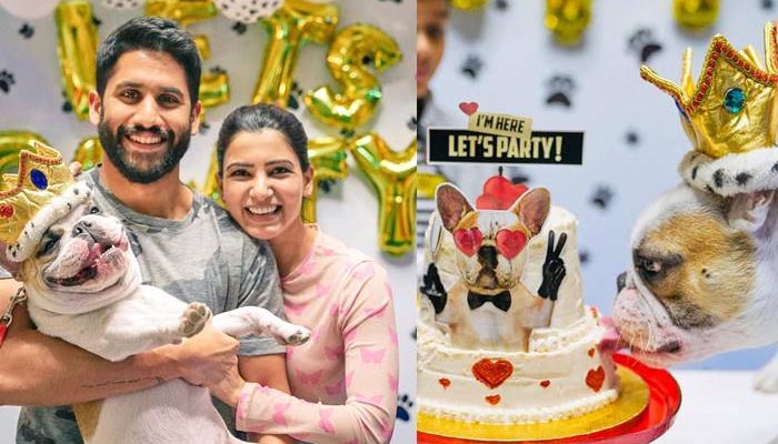 ആ വേദന മറന്നത് ഹാഷ് വന്നതില്‍ പിന്നെ ! സ്വര്‍ണകീരീടവും വമ്പന്‍ പാര്‍ട്ടിയുമായി പട്ടിയുടെ പിറന്നാള്‍ ആഘോഷിച്ച് സാമന്ത ! അതിന്റെ കാരണം കേട്ടോ?