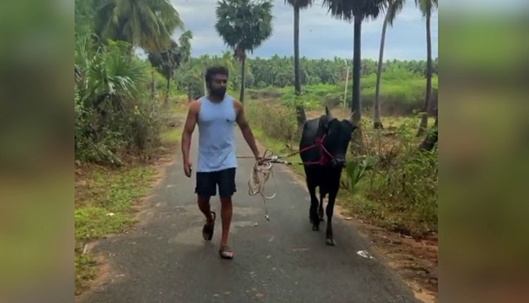  രണ്ട് ജെല്ലികെട്ട് കാളകളെ സ്വന്തമായി വാങ്ങി അതിനൊപ്പം പരിശീലനം; വാടിവസല്‍ അണിയറയില്‍ ഒരുങ്ങുമ്പോള്‍ സൂര്യയുടെ തയ്യാറെടുപ്പുകള്‍ ഇങ്ങനെ 