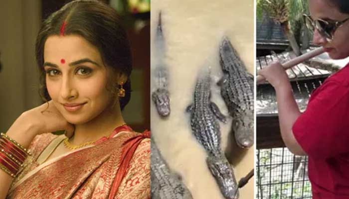 'ജോണി കൊതിയാ വാ പൊളിക്കുന്നോ'; ചീങ്കണ്ണിക്ക് ഭക്ഷണം കൊടുക്കുന്ന വീഡിയോ ഫേസ്ബുക്കില്‍ പങ്കുവെച്ച് ബോളിവുഡ് റാണി വിദ്യ ബാലന്‍; ഫ്ളോറിഡയിലെ അവധിക്കാല ആഘോഷത്തിനിടെ താരത്തിന്റെ സാഹസം കണ്ട് അമ്പരന്ന് ആരാധകര്‍